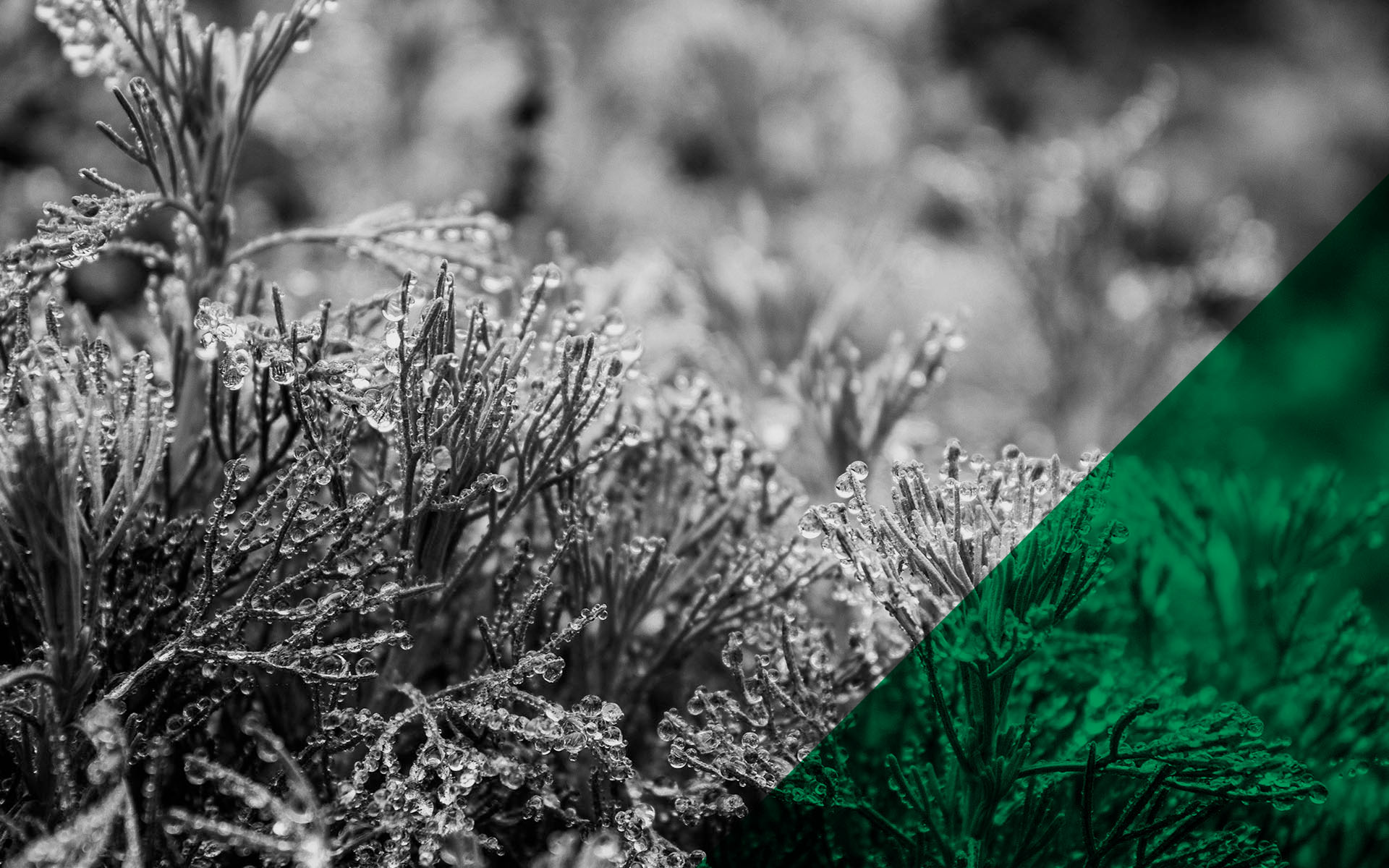 Climate Positive Design - Education