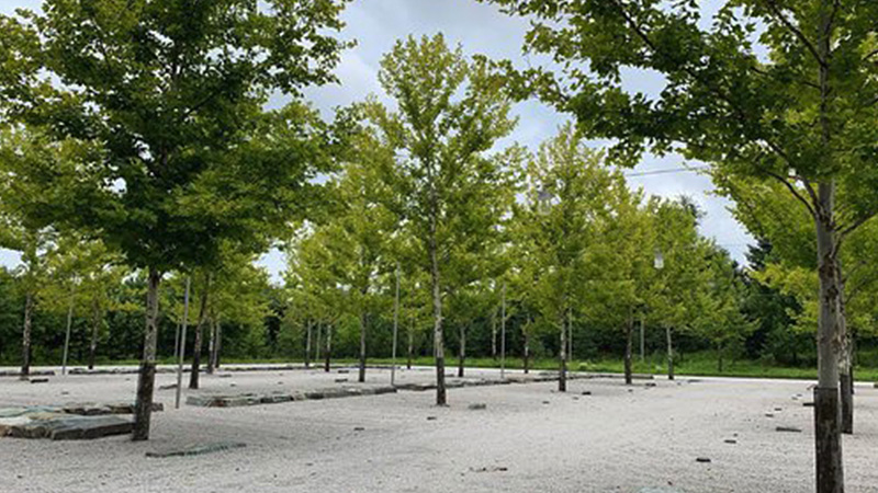 Pathfinder – Landscape Carbon Calculator - Landscape Performance Series