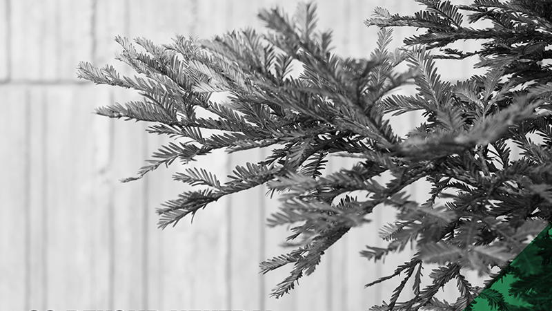 Beyond Neutral - 2020 Annual Report